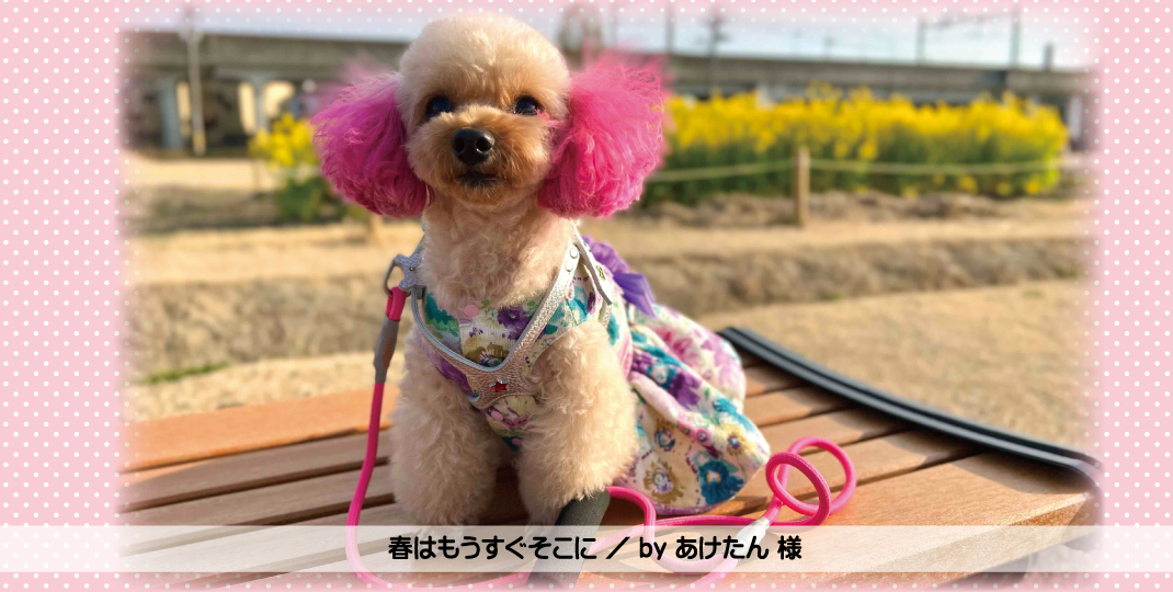 春はもうすぐそこに ／ by あけたん 様 - LUXCOLLE ONLINESTORE（ラグ