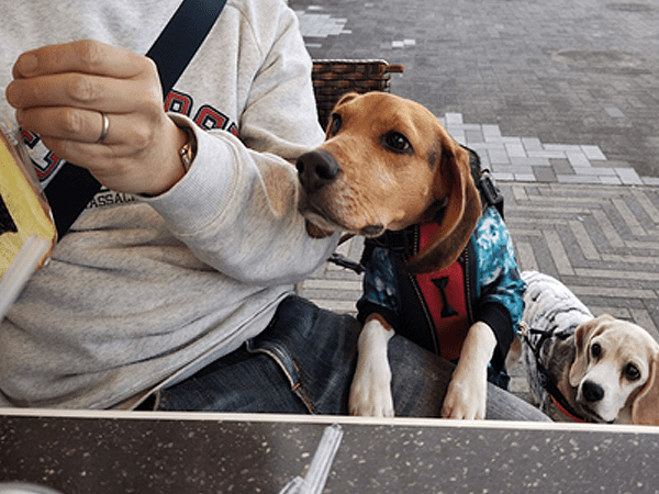 ケーキを狙う真くん