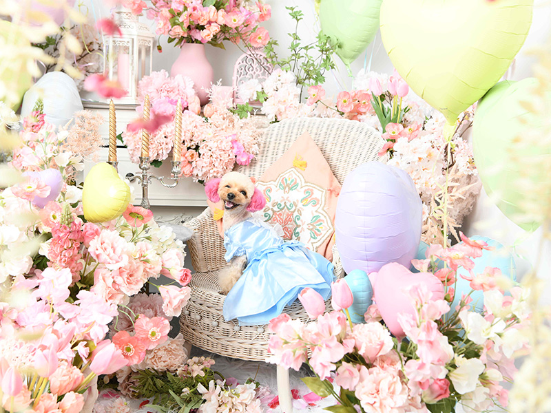 Flowerとballoonの世界観