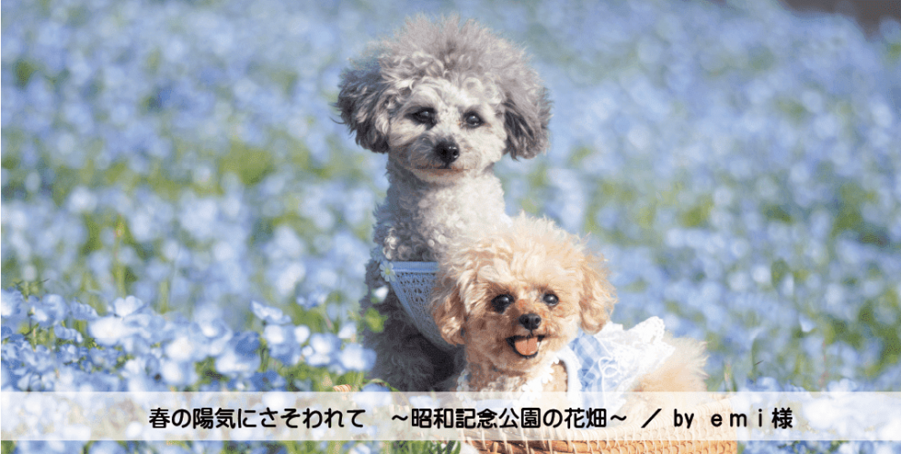 春の陽気にさそわれて　～昭和記念公園の花畑～