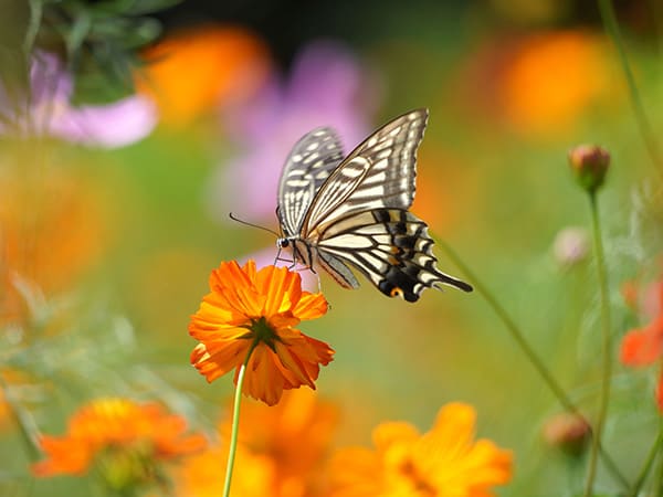昭和記念公園のコスモス