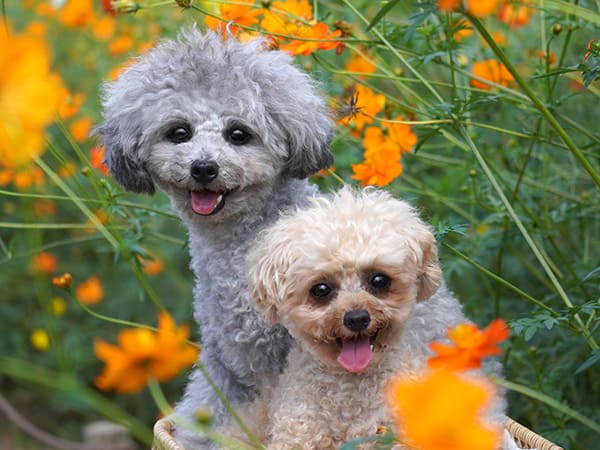 昭和記念公園のコスモス