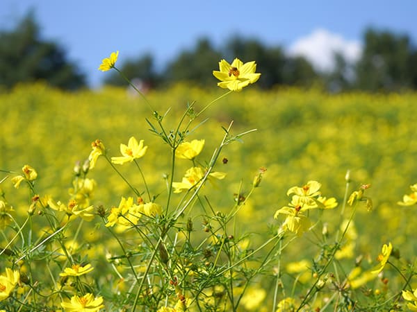 昭和記念公園のコスモス