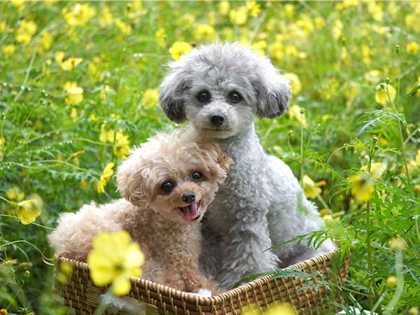 昭和記念公園のコスモス
