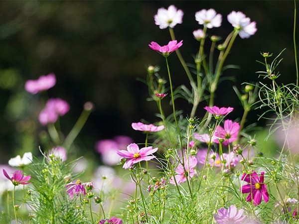 昭和記念公園のコスモス