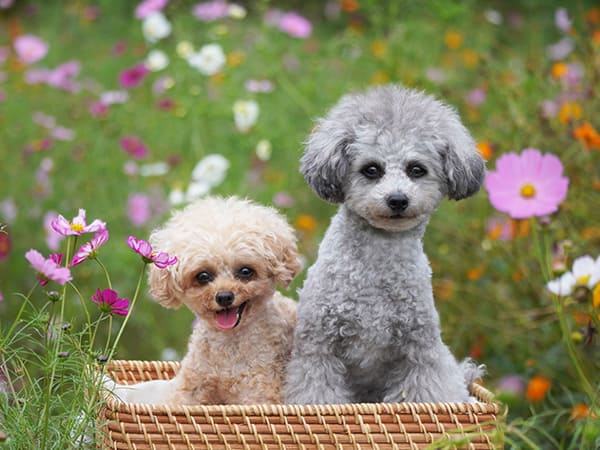 昭和記念公園のコスモス