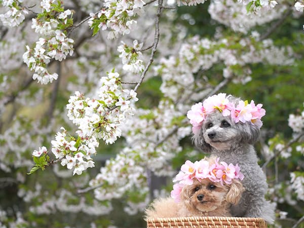 春の陽気にさそわれて ～昭和記念公園の花畑～ ／ by emi様