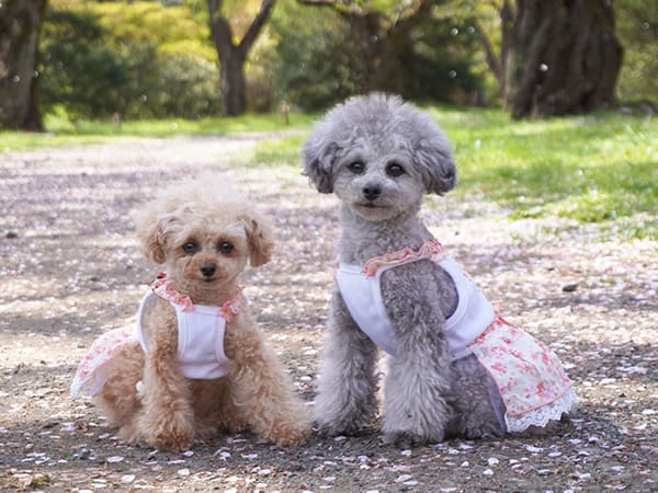 昭和記念公園の桜