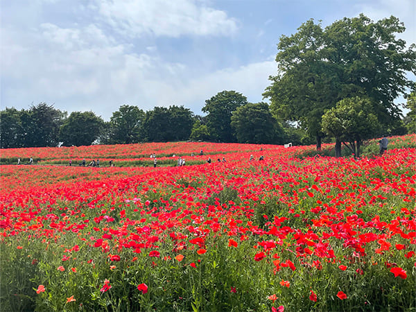 昭和記念公園のシャーレーポピー