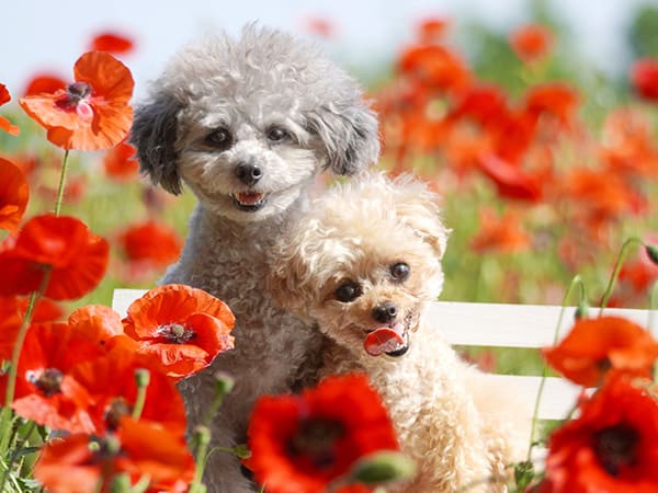 昭和記念公園のシャーレーポピー