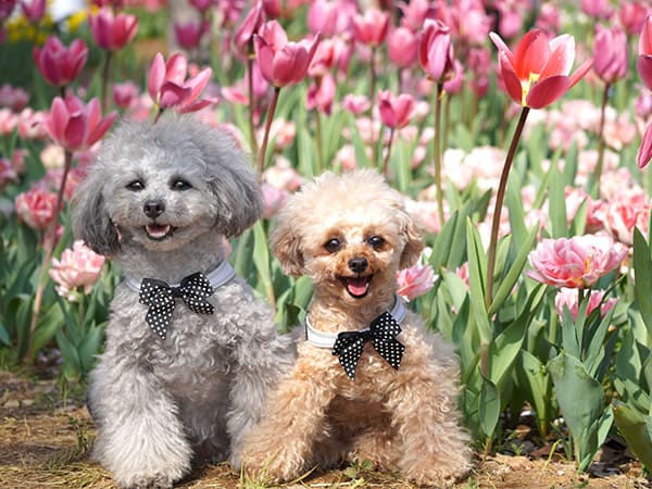 昭和記念公園のチューリップ