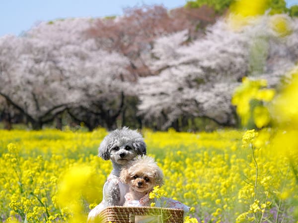 昭和記念公園の菜の花