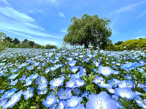 昭和記念公園のネモフィラ