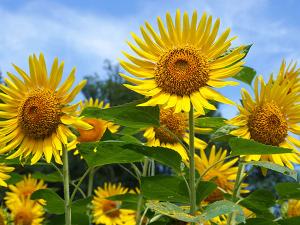 昭和記念公園のひまわり