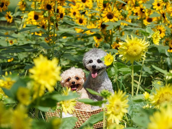 昭和記念公園のひまわり