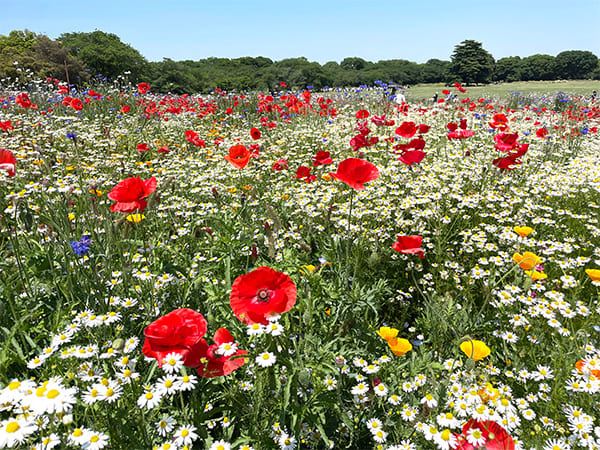 昭和記念公園のブーケ
