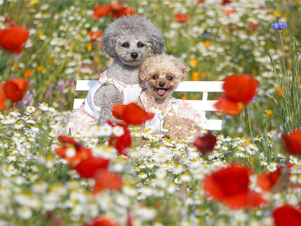 昭和記念公園のブーケ
