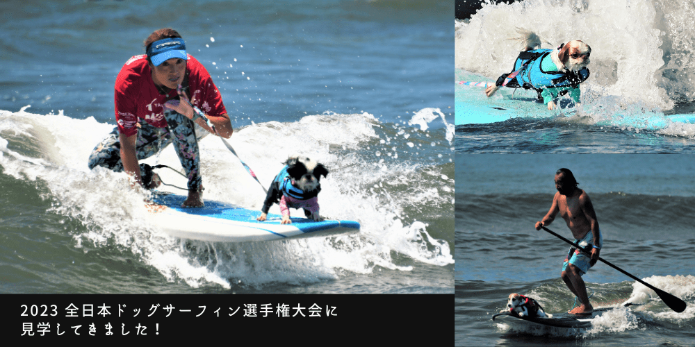 2023 全日本ドッグサーフィン選手権大会に見学してきました！