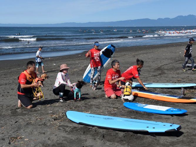 ドッグサーフィン