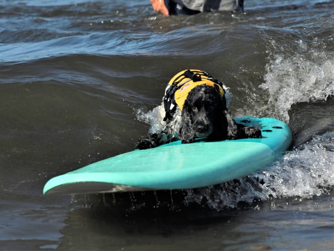 DOG サーフィンクラス