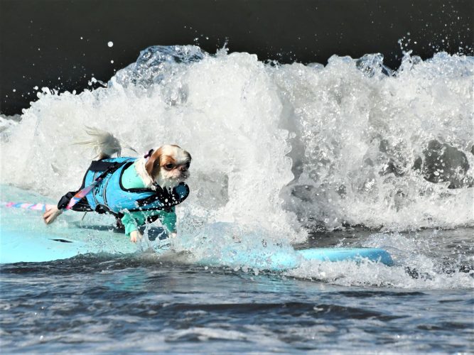 DOG サーフィンクラス