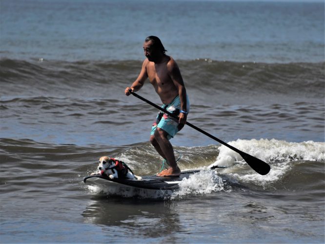 DOG　SUP　レースクラス