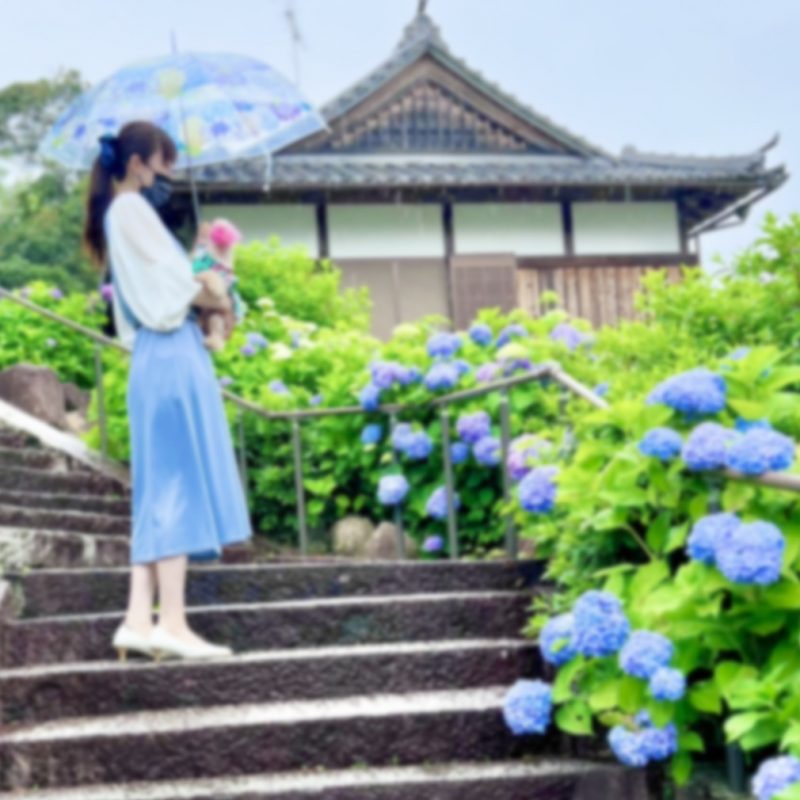 紫陽花は高槻市にある柳谷観音寺