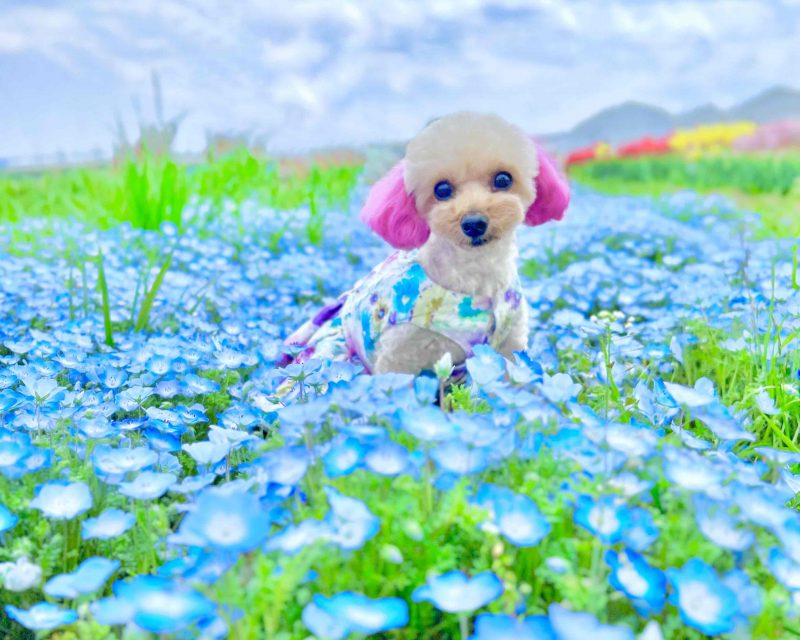 ネモフィラの絨毯