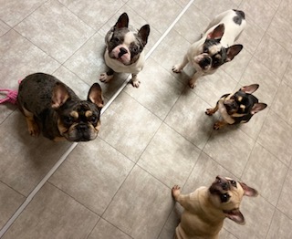 フレンチブルドッグばかり5頭