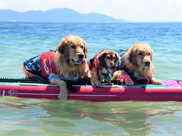 ライアン　コナ　セナン