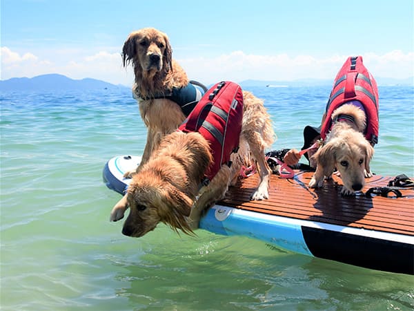 エル　ラル　ラピ