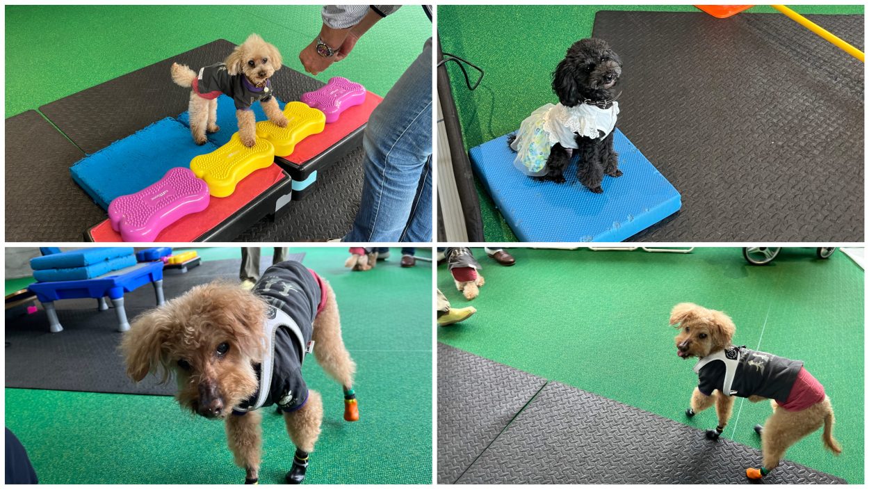 室内でスポーツ、フィットネス