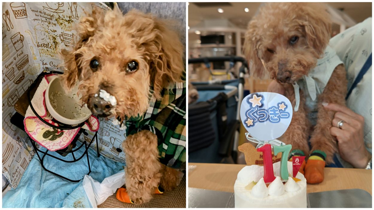 クッキーの食欲、誕生日会