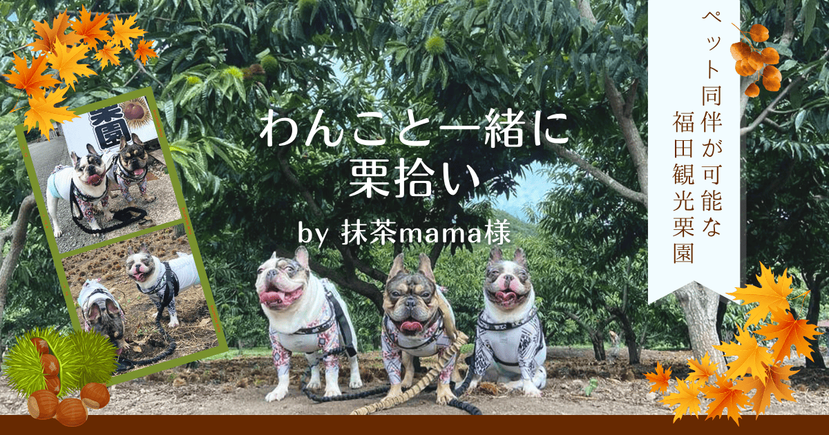 栗拾い様確認用 体験・ツアー | 笠間観光協会公式ホームページ