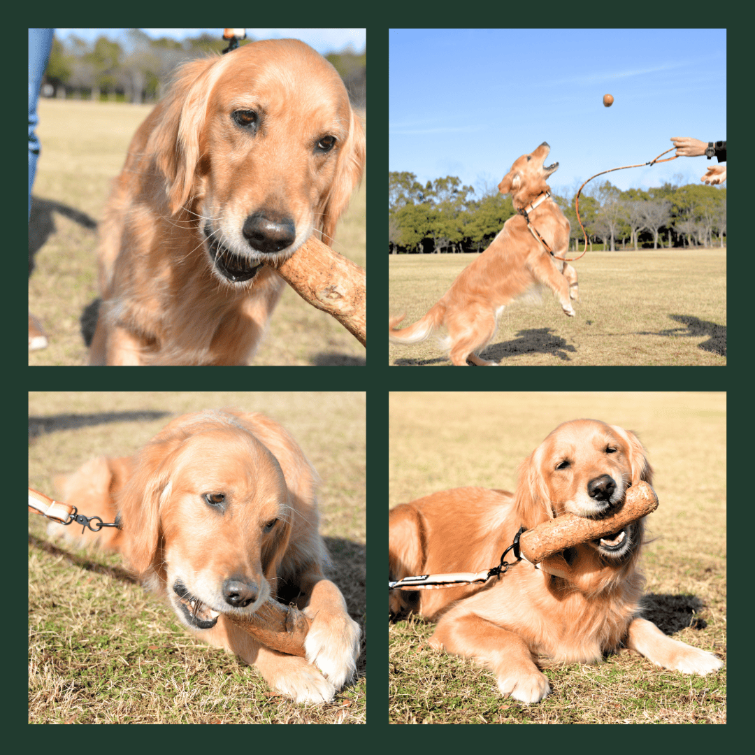 GEWALK　コーヒーの古木100％の犬用おもちゃ